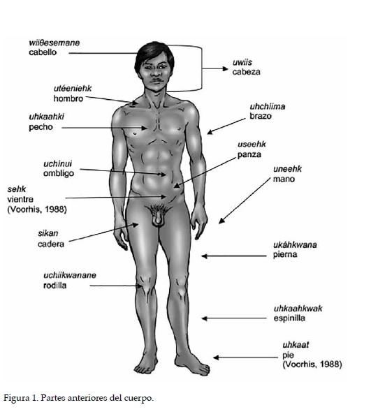 Vista De Lexico Referente A Las Partes Del Cuerpo En Kickapoo Dimension Antropologica